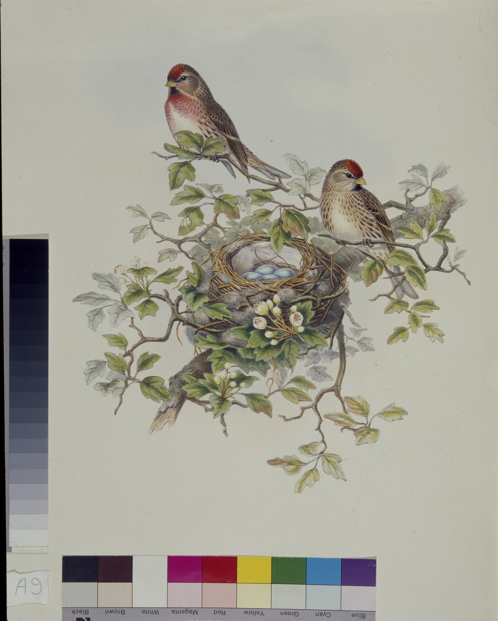 小红雀（Aegiothus Rufescens）（手绘石版画 作者 约翰（继）古尔德