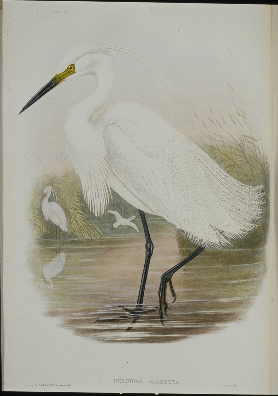 小白鹭（Egretta Garzetta）（手绘石版画） 作者 约翰（继）古尔德