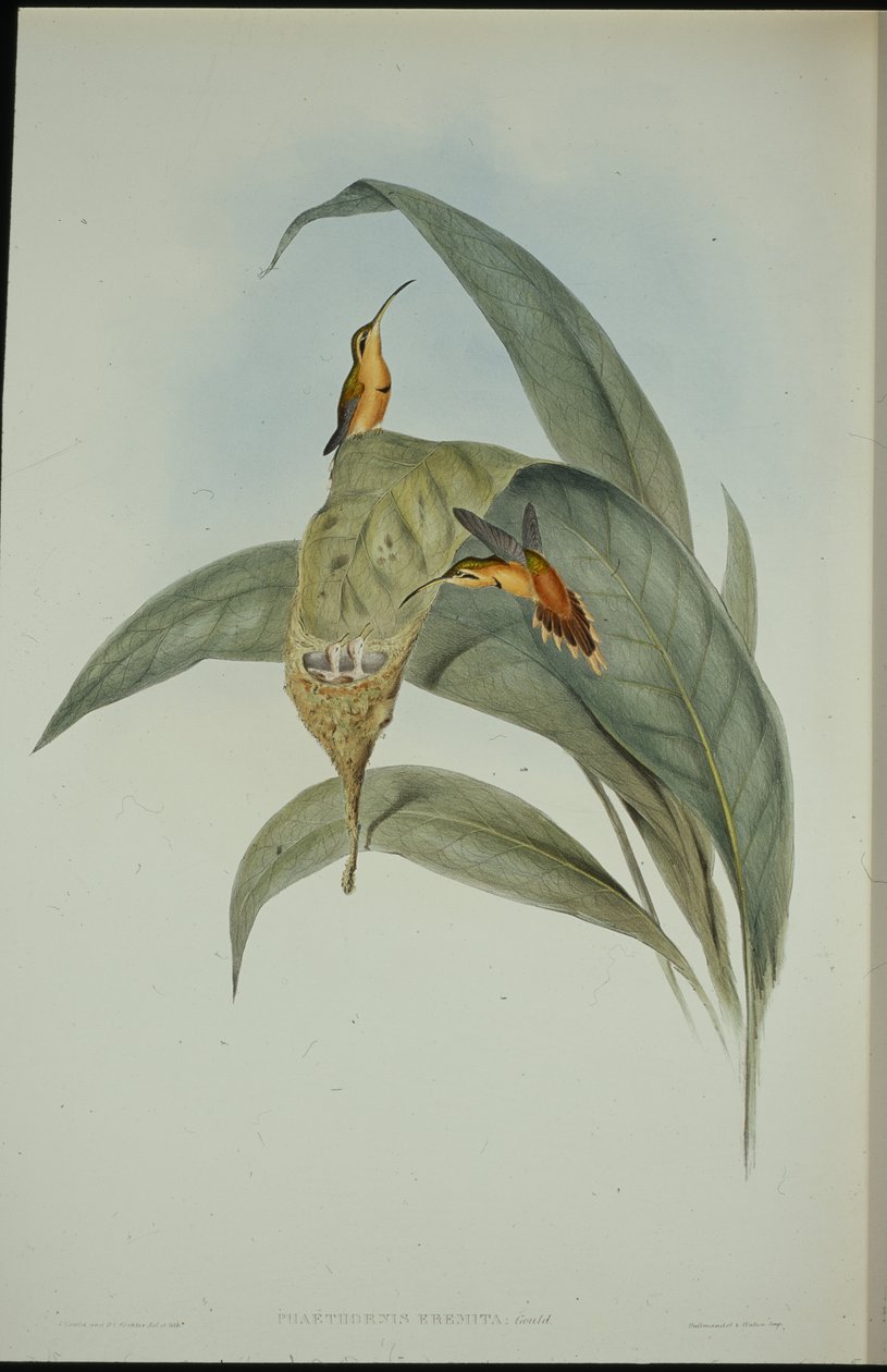 小隐士（Phaethornis eremita）（手绘石板画 作者 约翰（继）古尔德
