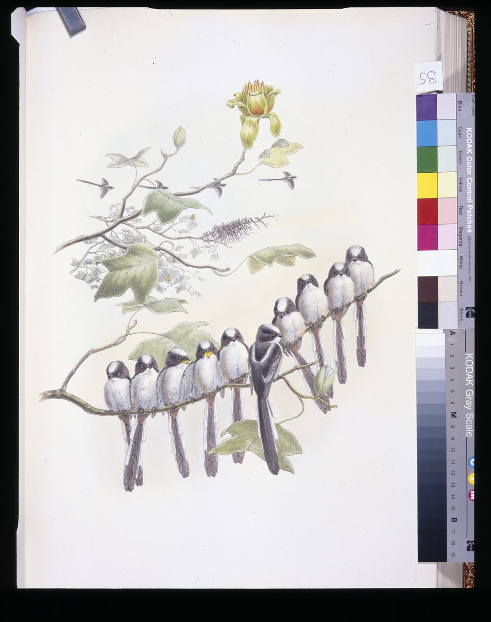 长尾山雀(Mecistura Caudata)(手绘平版) 作者 约翰（继）古尔德