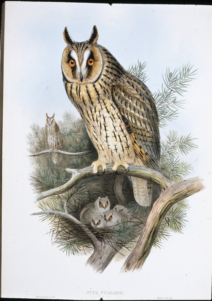 长耳鸮（Otus Vulgaris）（手绘石版画） 作者 约翰（继）古尔德