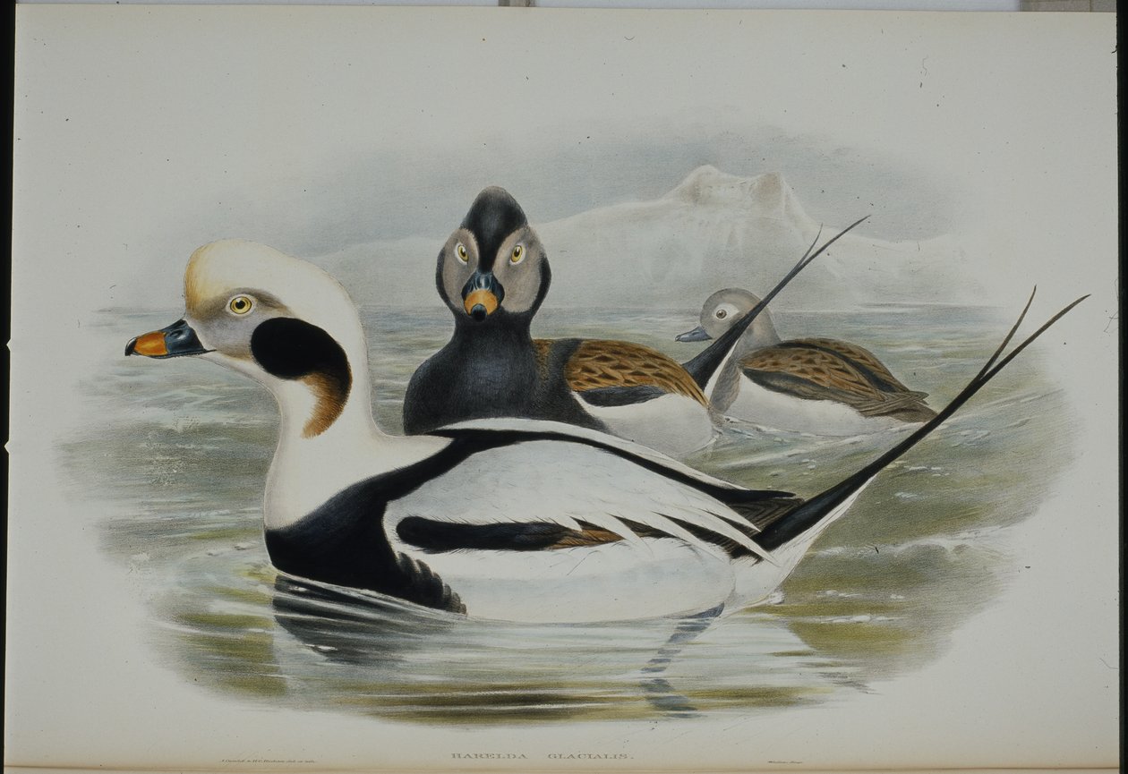 长尾鸭(Harelda Glacialis)(手绘平版) 作者 约翰（继）古尔德