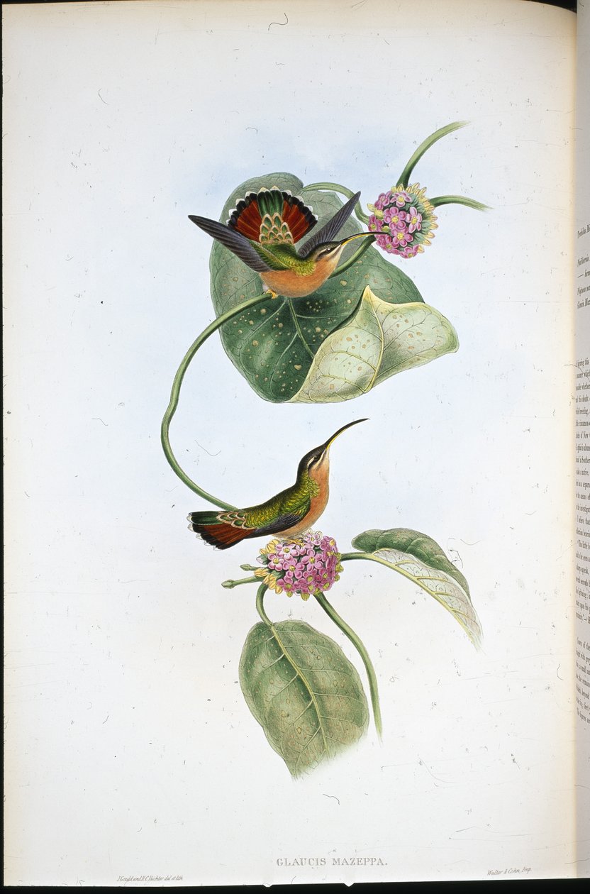 Mazeppa Hermit (Glaucis Mazeppa)（手绘石版画） 作者 约翰（继）古尔德