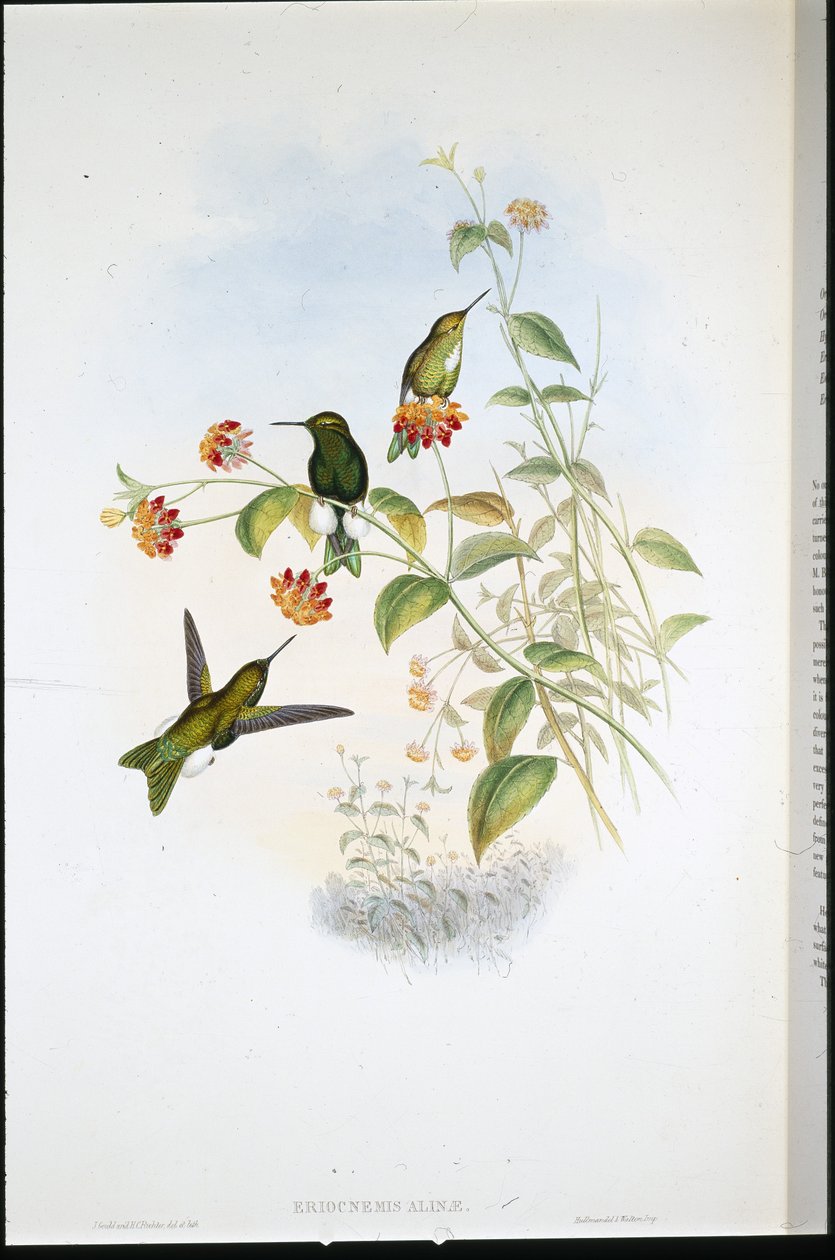 金属泡芙腿（Eriocnemis Alinae）（手绘石版画 作者 约翰（继）古尔德