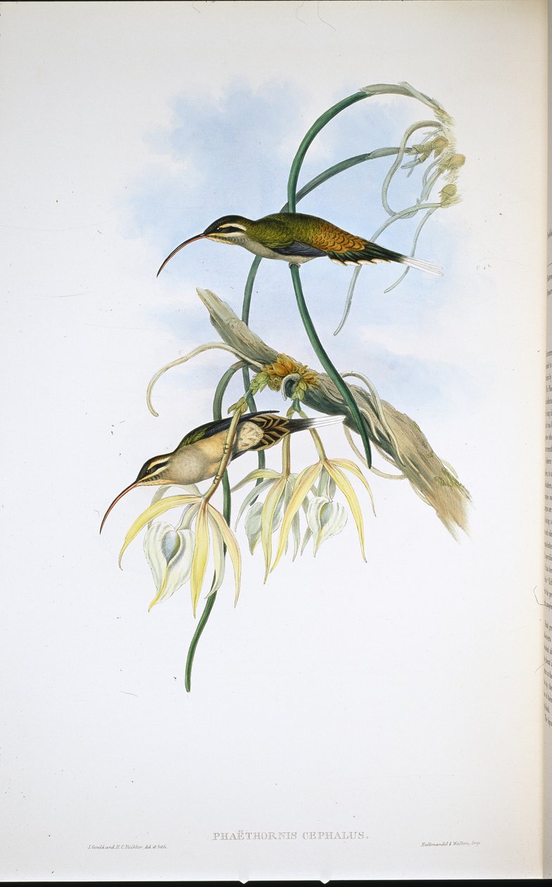 墨西哥隐士（Phaethornis Cephalus）（手绘石板画 作者 约翰（继）古尔德