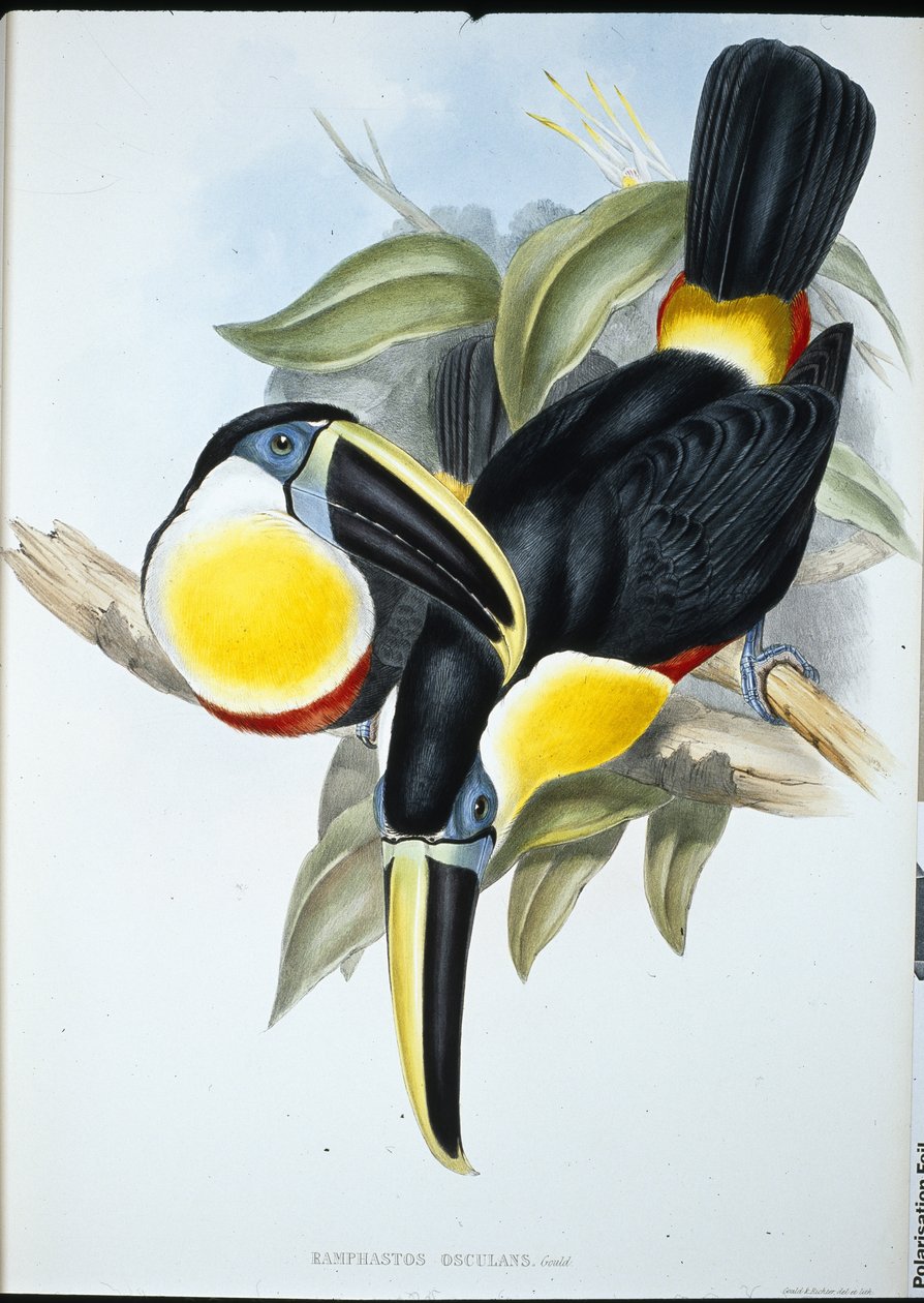 奥斯卡图尔坎（Ramphastos Osculans）（手绘平版）。 作者 约翰（继）古尔德