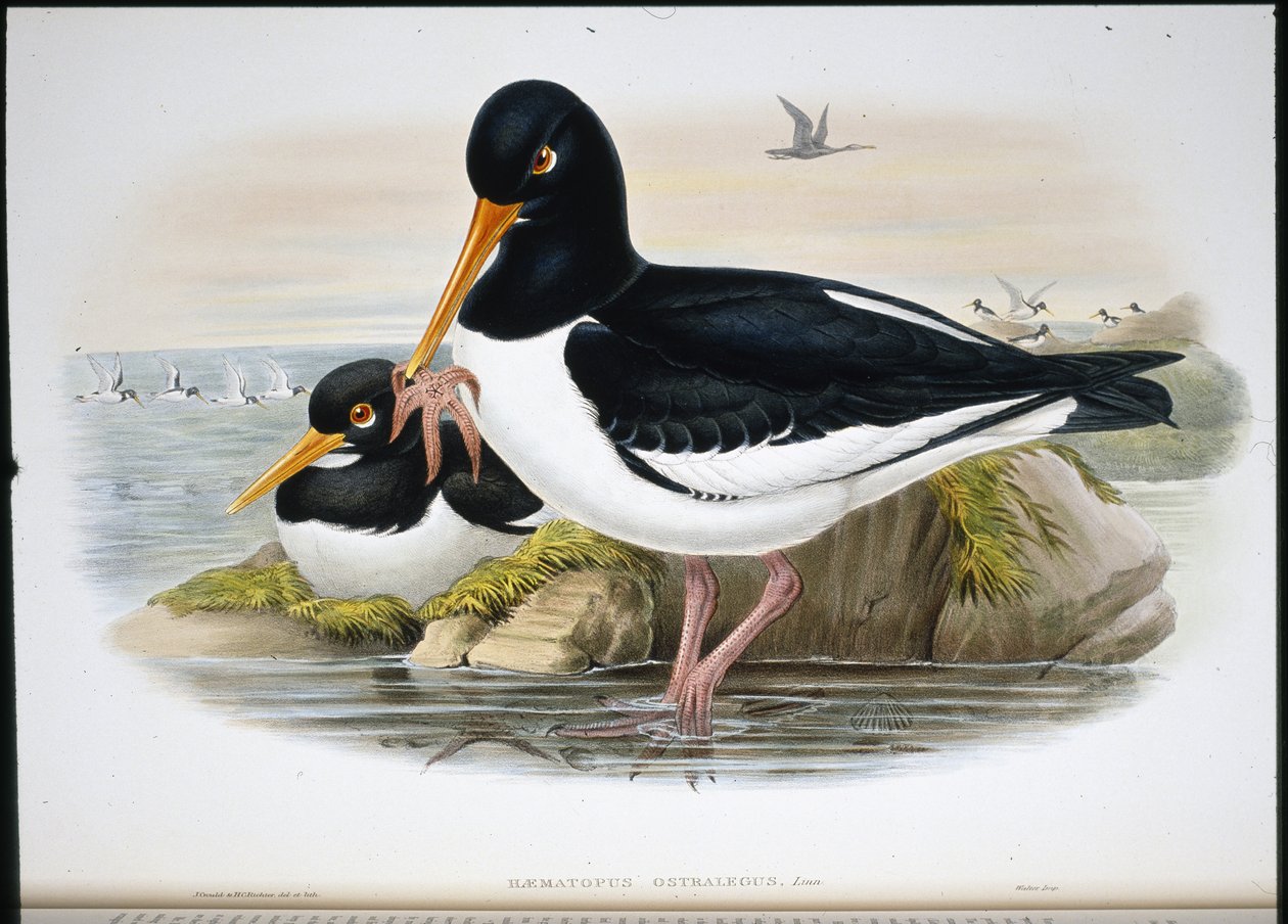 牡蛎捕手（Heamatopus Ostralegus）（手绘石版画） 作者 约翰（继）古尔德