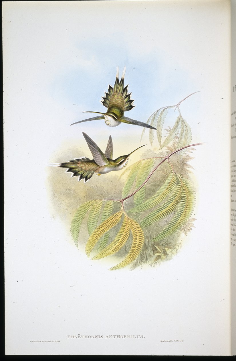 苍白的隐士（Phaethornis Anthophilis）（手绘石版画） 作者 约翰（继）古尔德