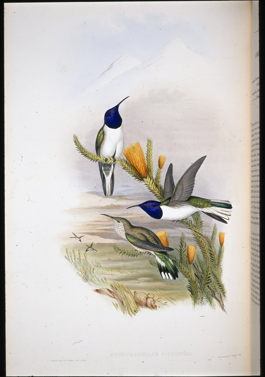 皮钦奇安山星（Oreotrochilus Pichincha）（手绘石版画） 作者 约翰（继）古尔德