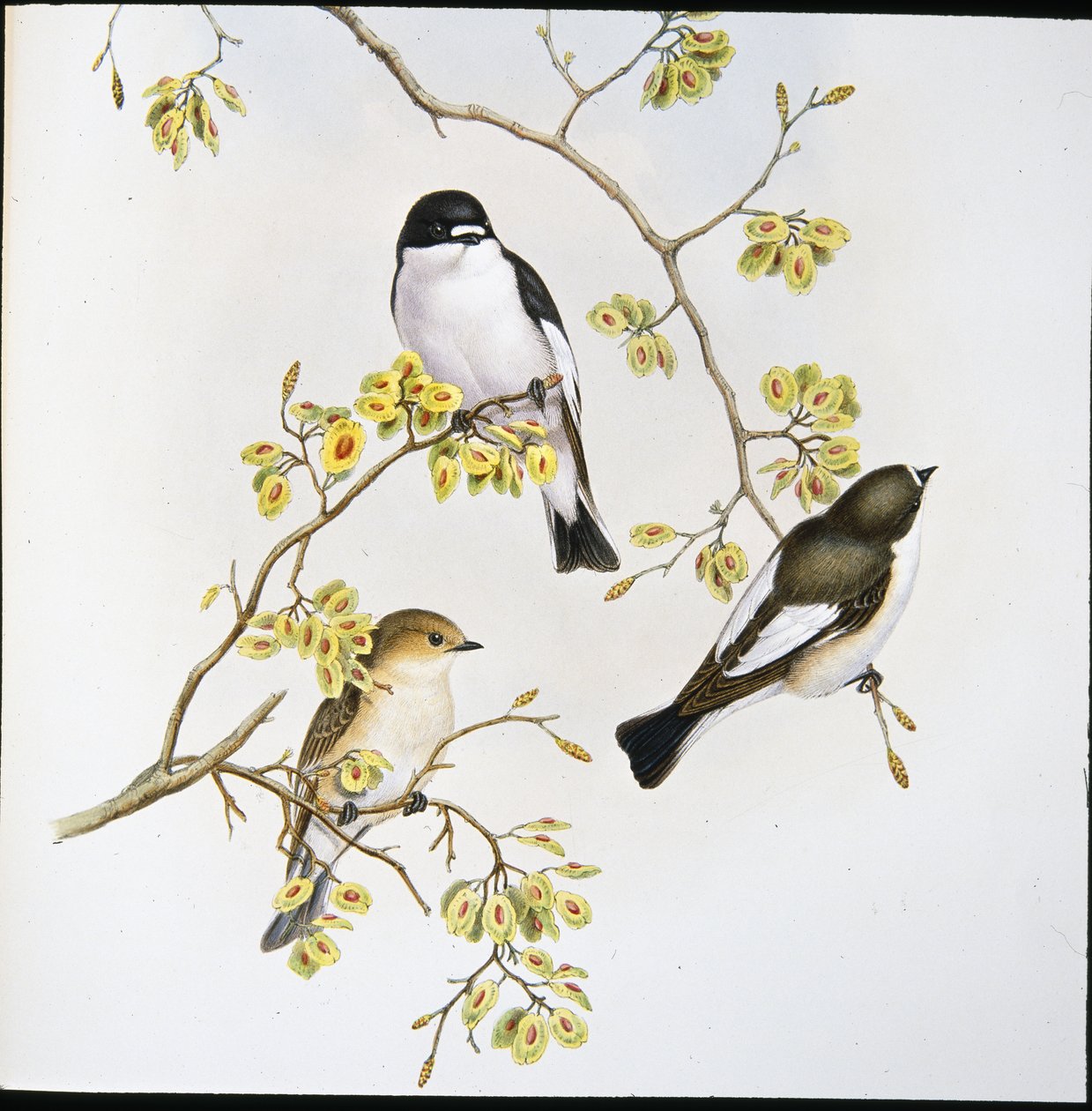 花斑捕蝇器 (Muscicapa Atricapilla)（手绘石版画） 作者 约翰（继）古尔德