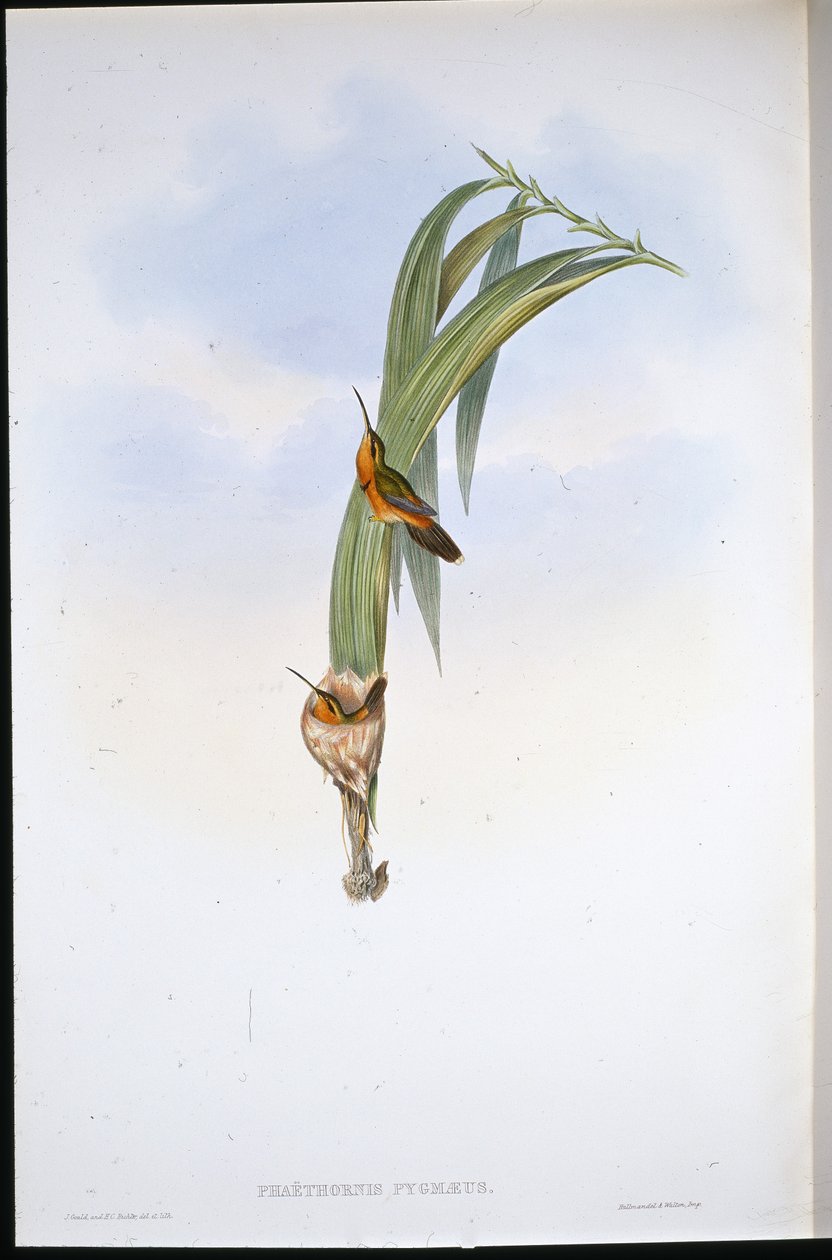 猪隐士（Phaethornis Pygmaeus）（手绘石板画 作者 约翰（继）古尔德