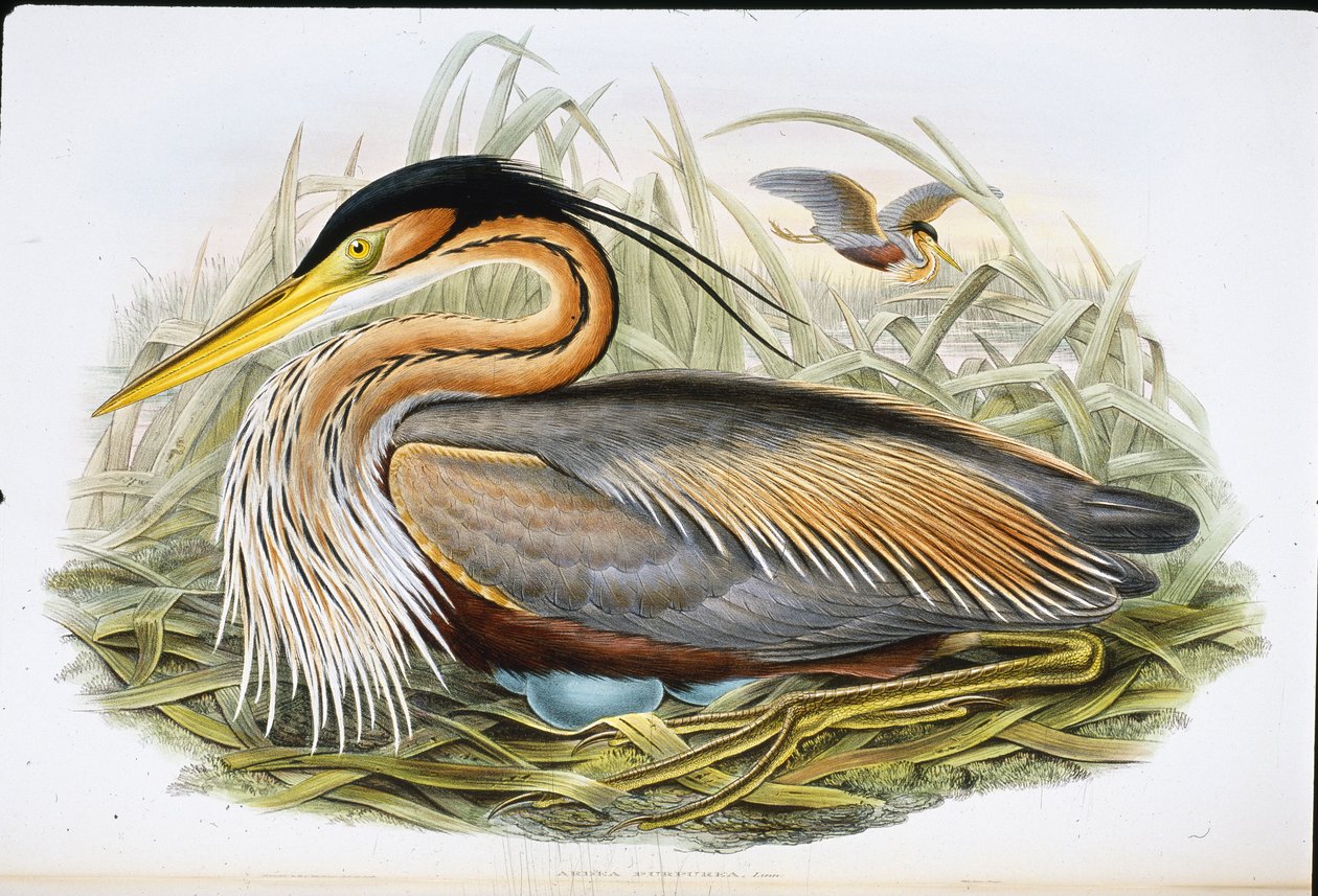 紫鹭（Ardea Purpurea）（手绘石版画） 作者 约翰（继）古尔德