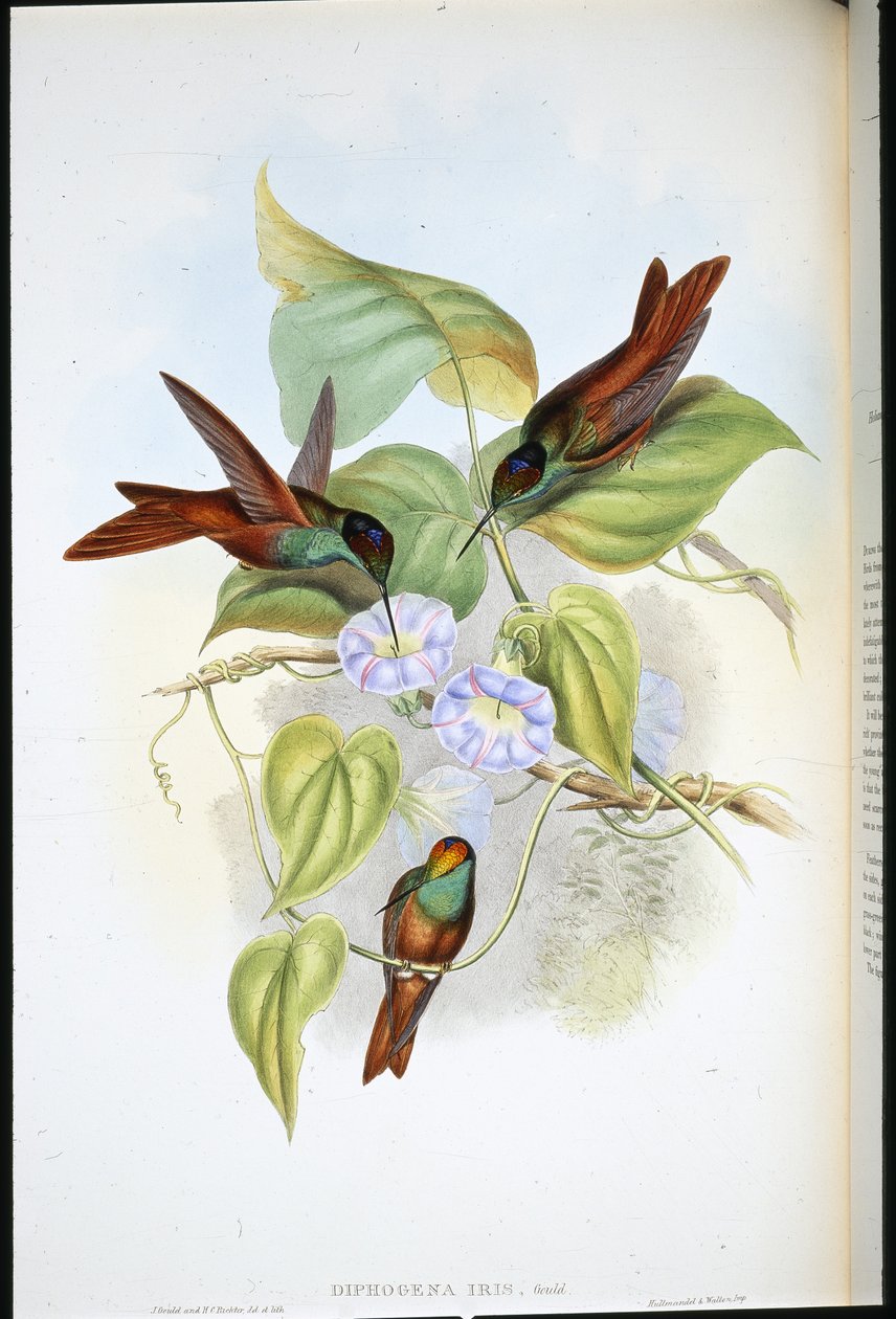 彩虹(Diphogena Iris)(手绘平版) 作者 约翰（继）古尔德