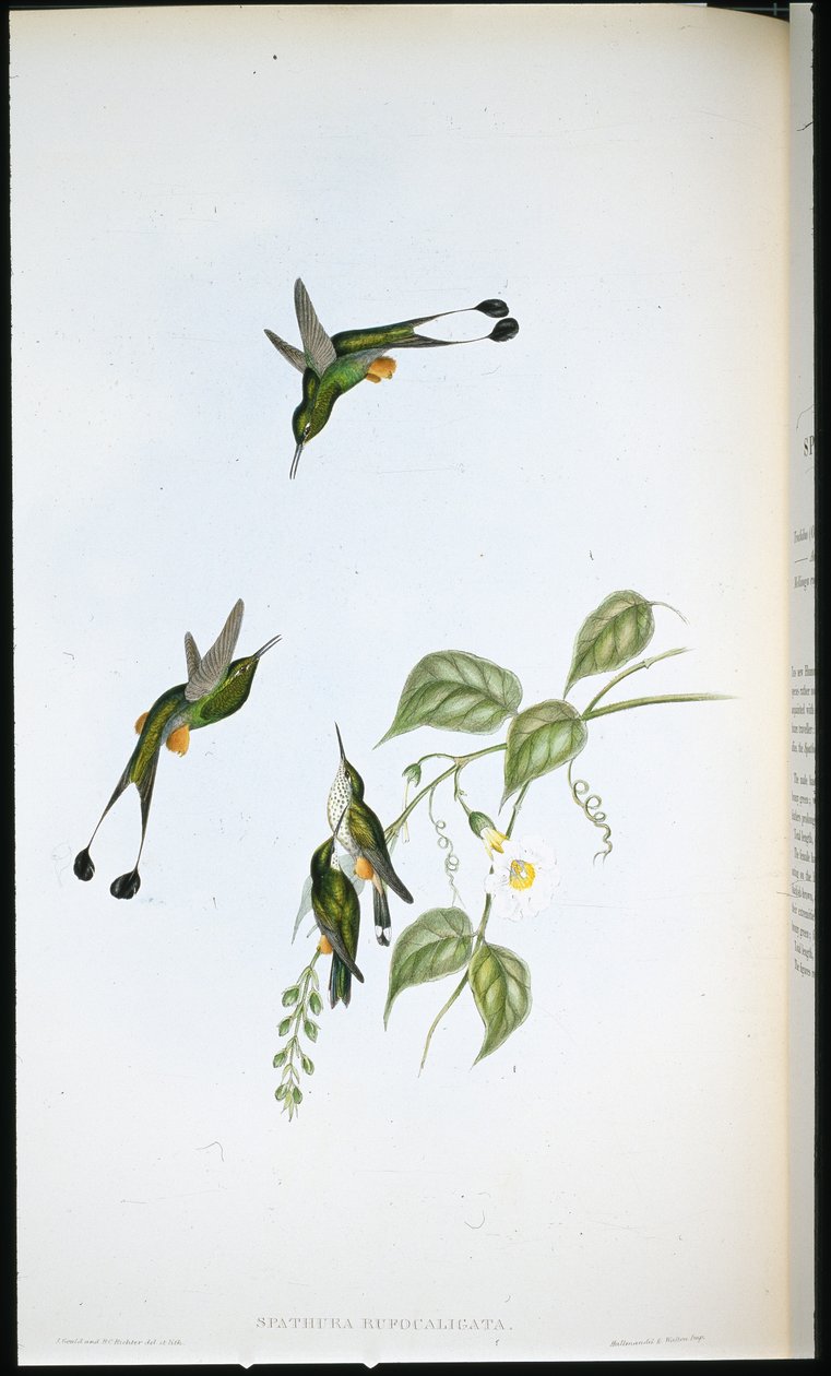 Red-booted Racket-tail (Spathura Rufocaligata)（手绘石版画） 作者 约翰（继）古尔德
