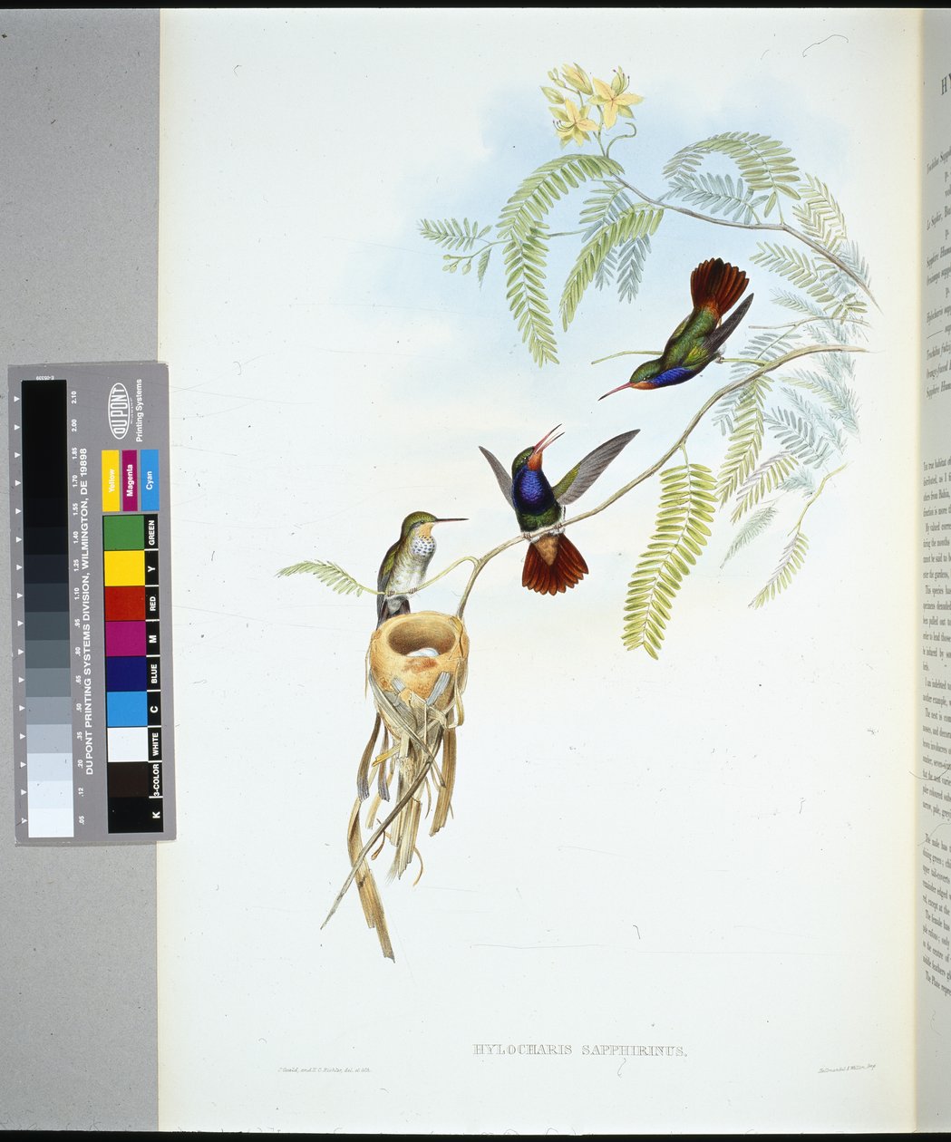 红喉蓝宝石（hylocharis sapphirinus）（手绘石版画） 作者 约翰（继）古尔德