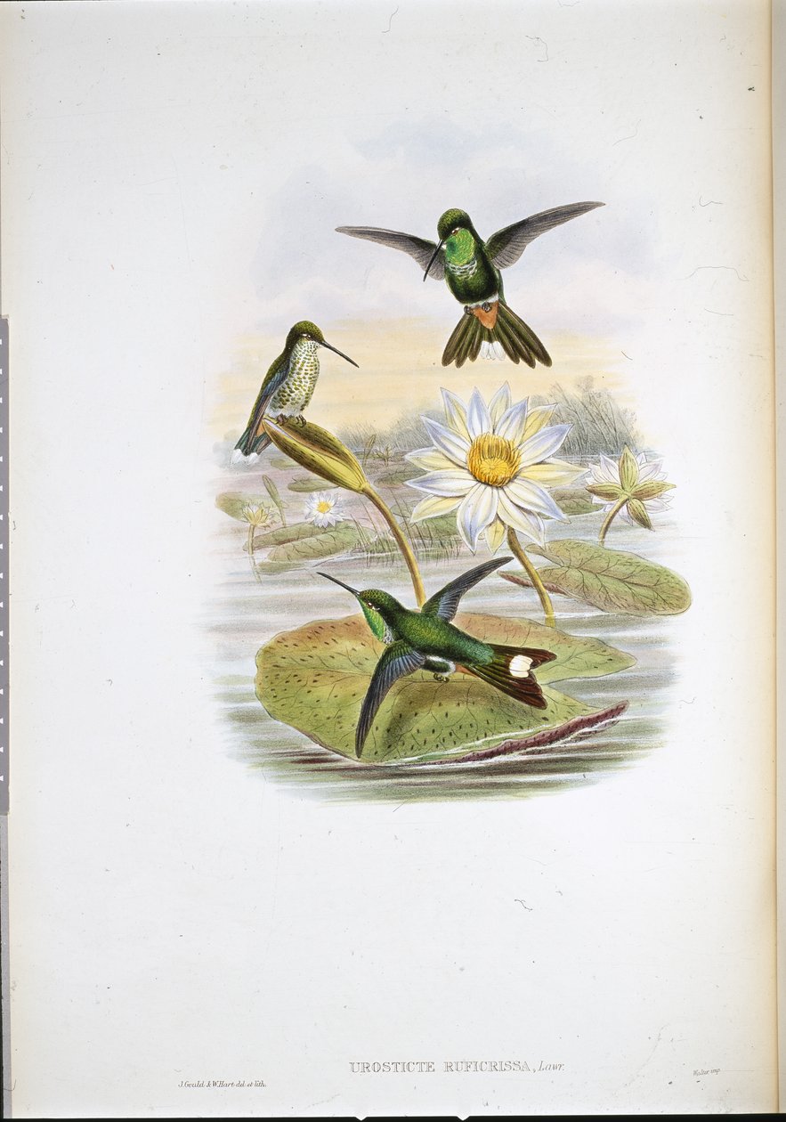 红发白尖蜂鸟 (Urosticte Ruficrissa)（手绘石版画） 作者 约翰（继）古尔德