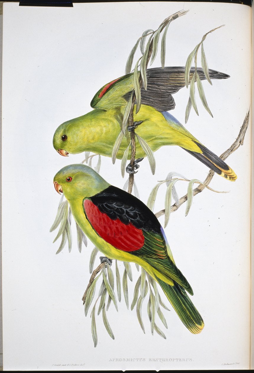 红翅百灵（Aprosmictus Erythropterus）（手绘版）。 作者 约翰（继）古尔德