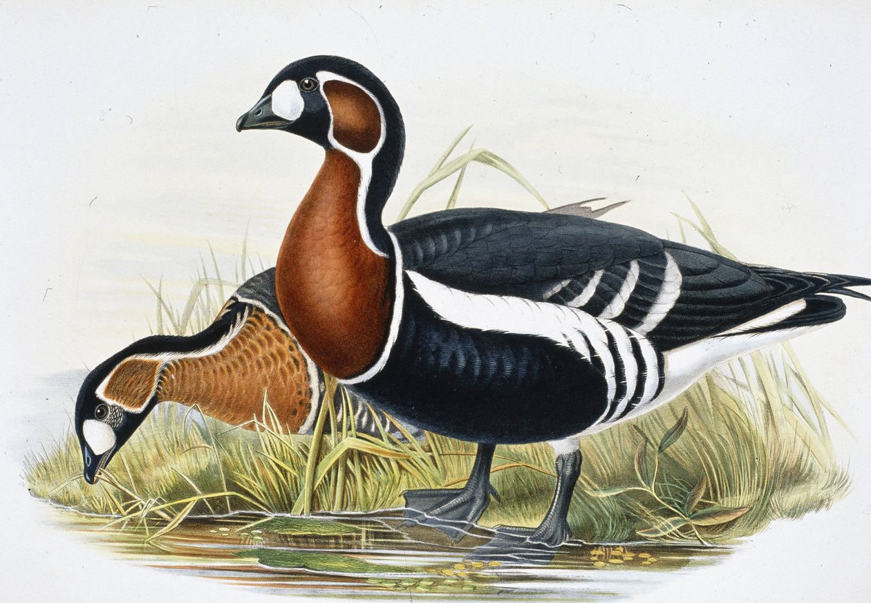 红胸鹅（Bernicla Ruficollis）（手绘石版画 作者 约翰（继）古尔德