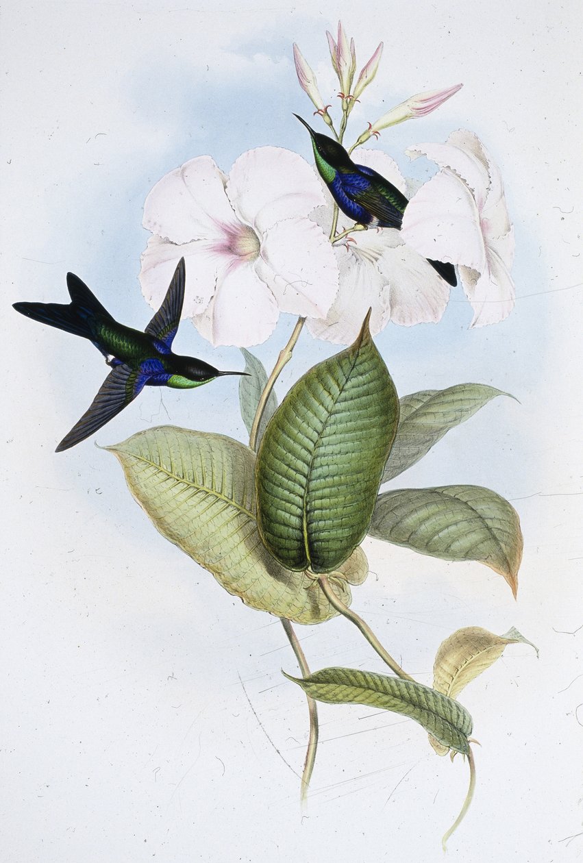 反射型潘多拉虫(Thalurania Refulgens)(手绘石版) 作者 约翰（继）古尔德