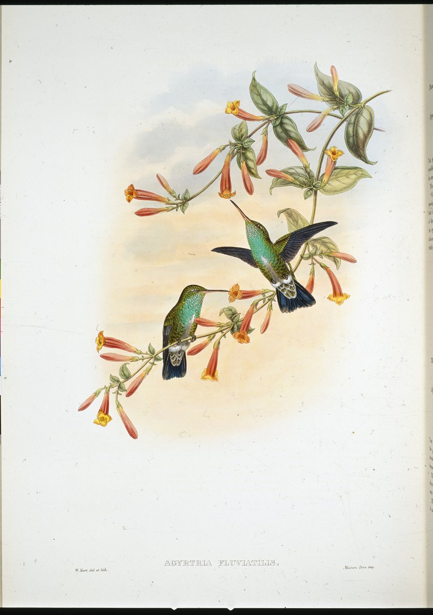 河流绿宝石（Agyrtria Fluviatilis）（手绘版）。 作者 约翰（继）古尔德