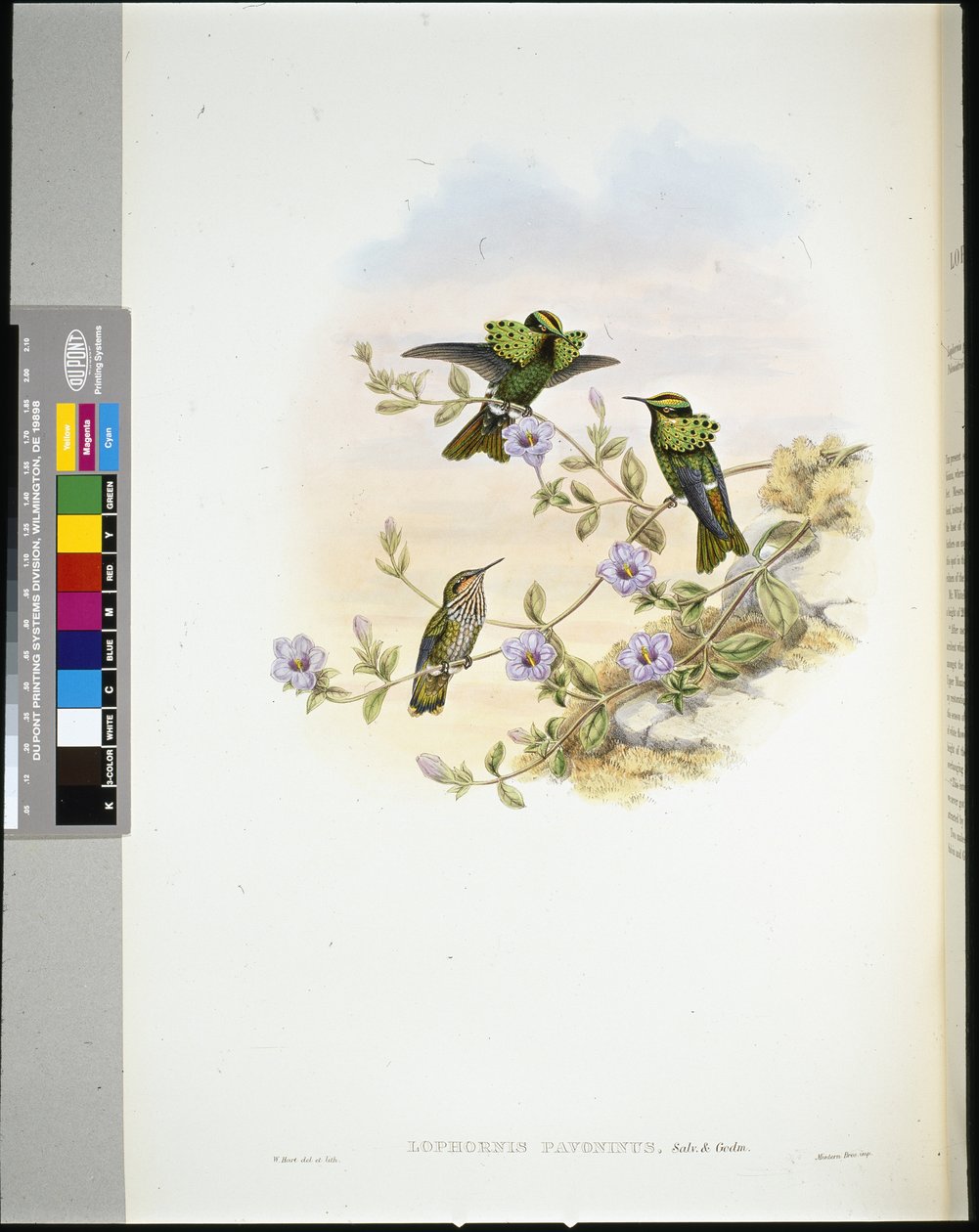 罗瑞玛-科奎特（lophornis pavoninus）（手绘石膏画 作者 约翰（继）古尔德