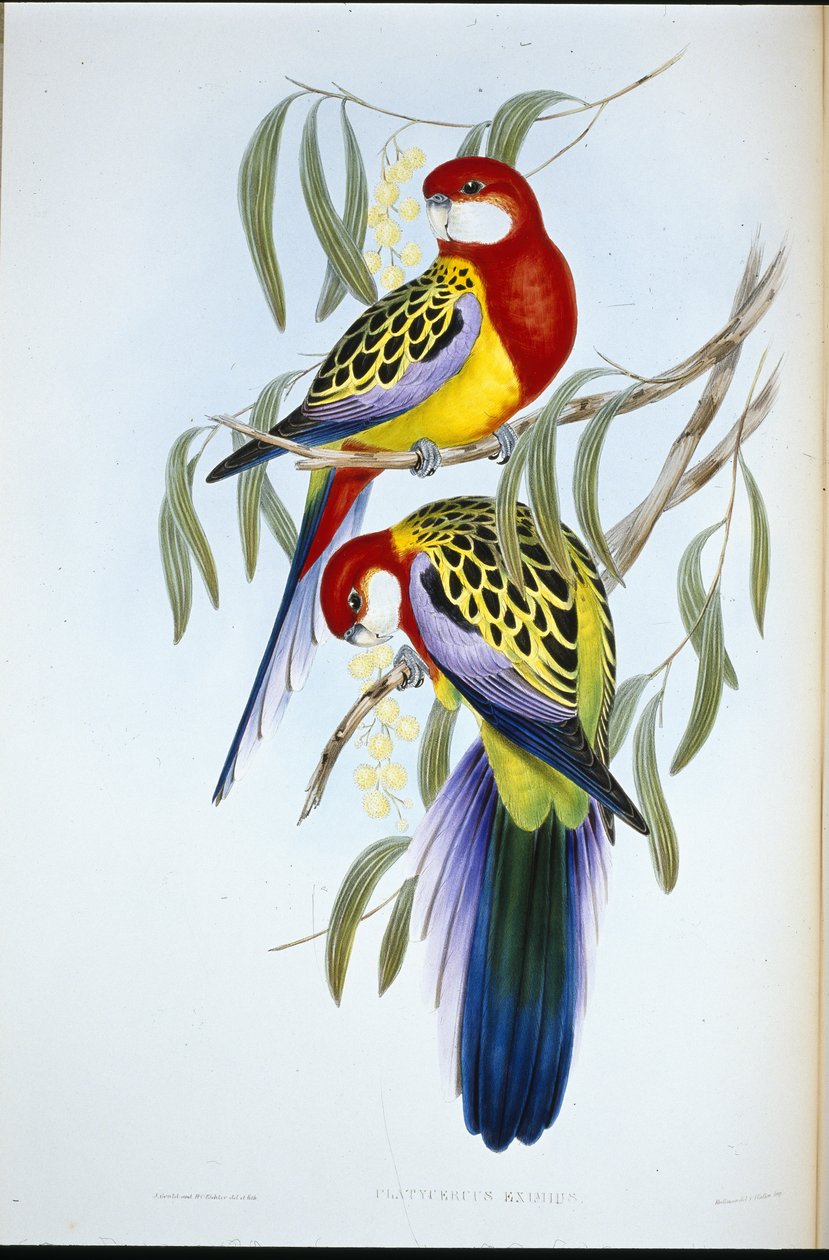 玫瑰嘴鹦鹉（Platycercus Eximius）（手绘版）。 作者 约翰（继）古尔德