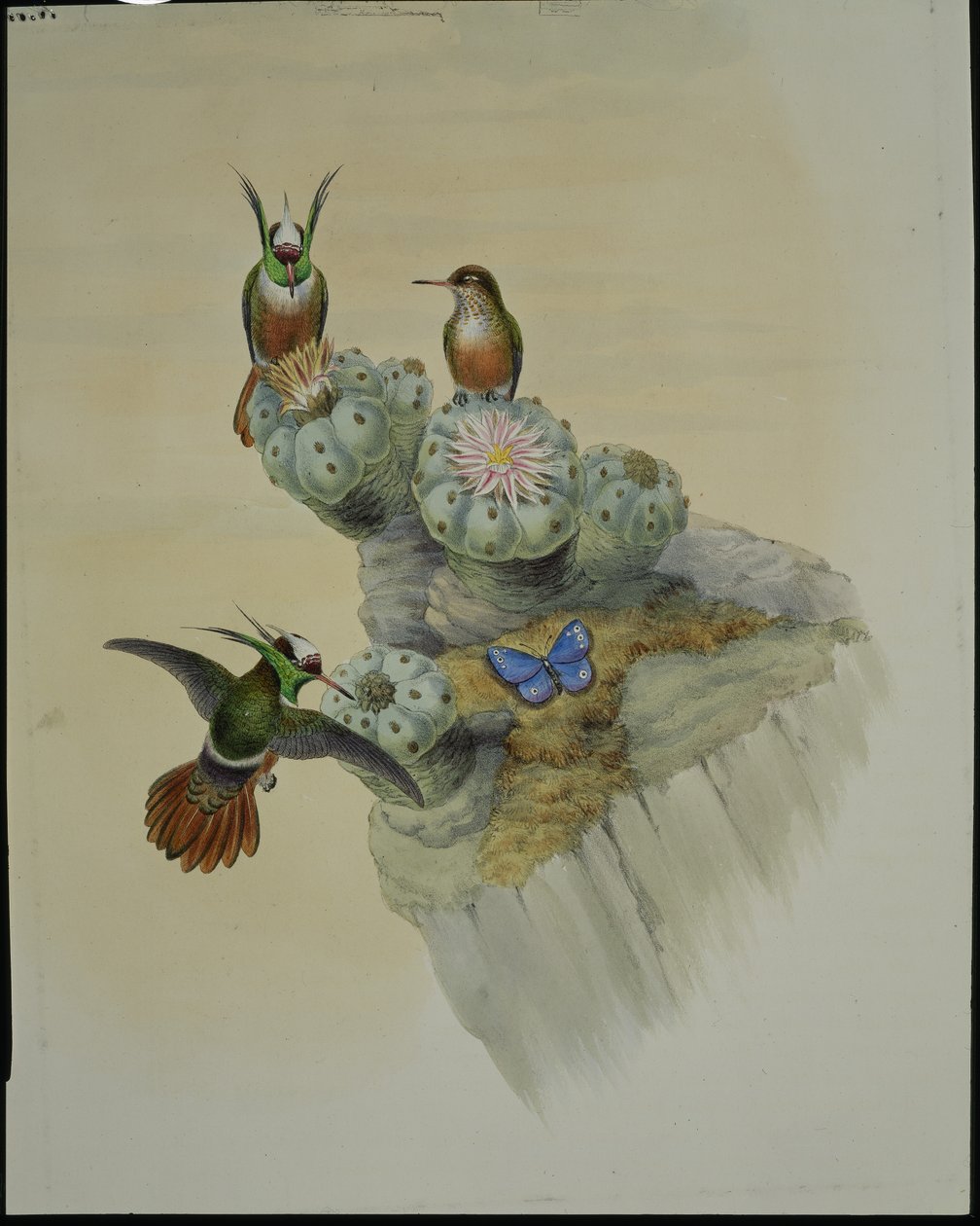 萨尔文的小鸟（Lophornis Adorabilis）（手绘平版）。 作者 约翰（继）古尔德