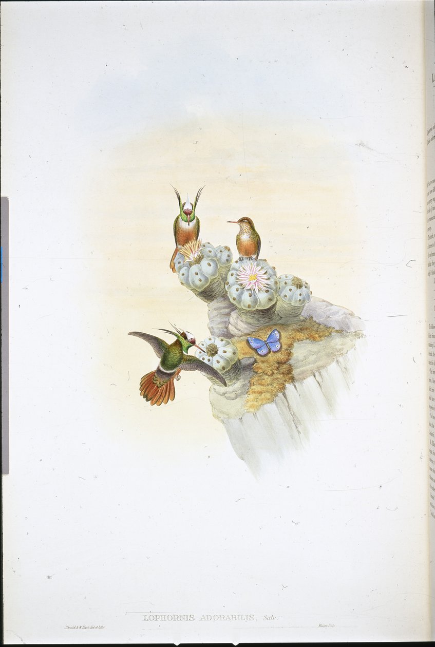 萨尔文蜂鸟（Lophornis Adorabilis）（手绘石印）。 作者 约翰（继）古尔德