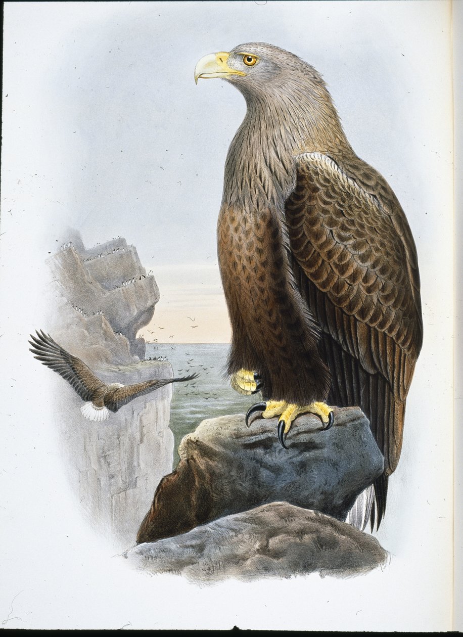 海鹰（Haliaetus Albicilla）（手绘平版）。 作者 约翰（继）古尔德
