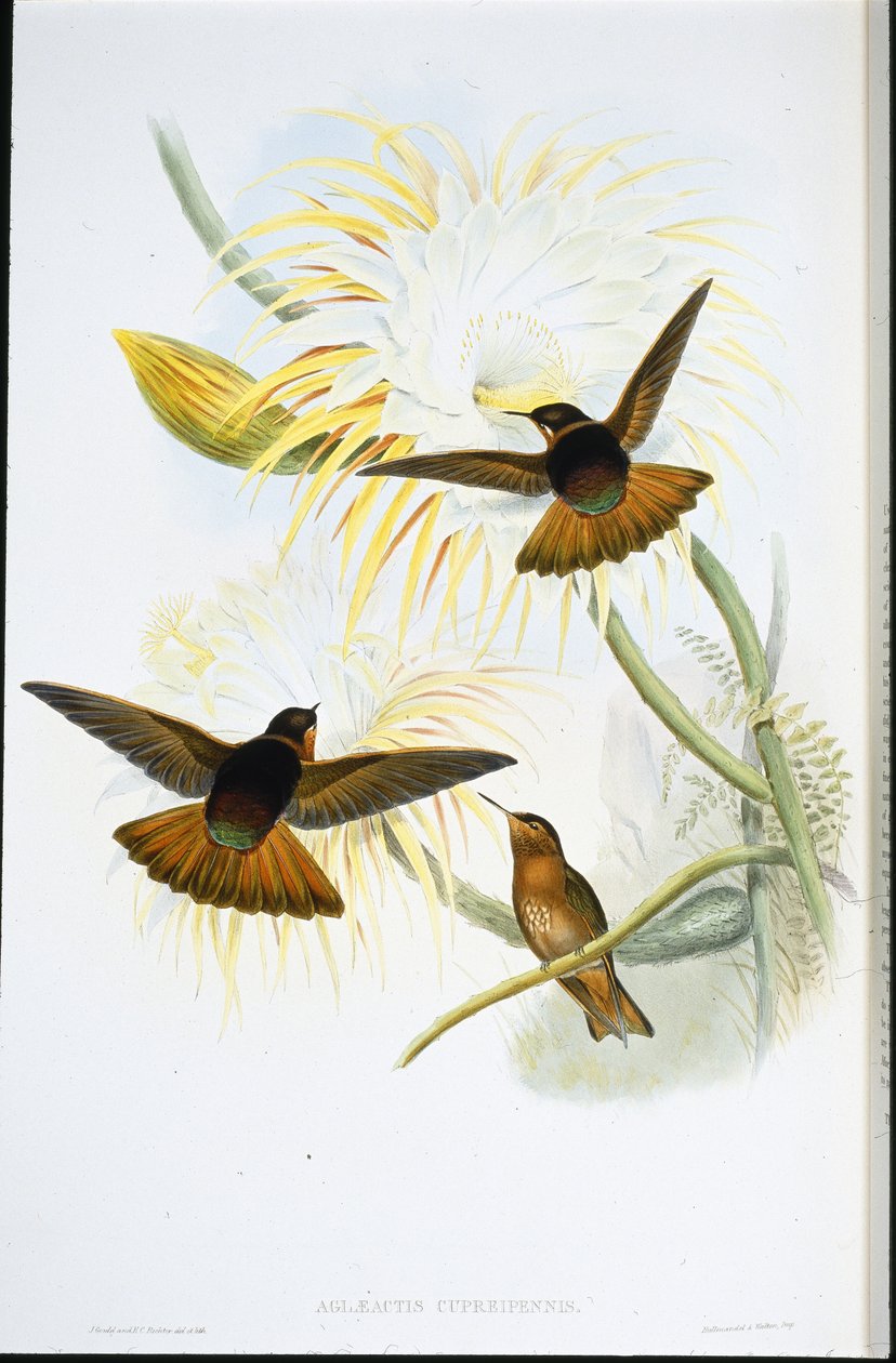 闪亮的太阳花（Agliaeactis Cupripennis）（手绘石版）。 作者 约翰（继）古尔德