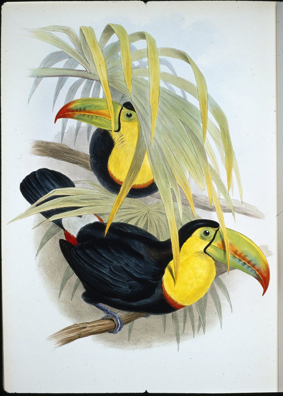 短喙巨嘴鸟（Ramphastos Brevicarinatus）（手绘石版）。 作者 约翰（继）古尔德