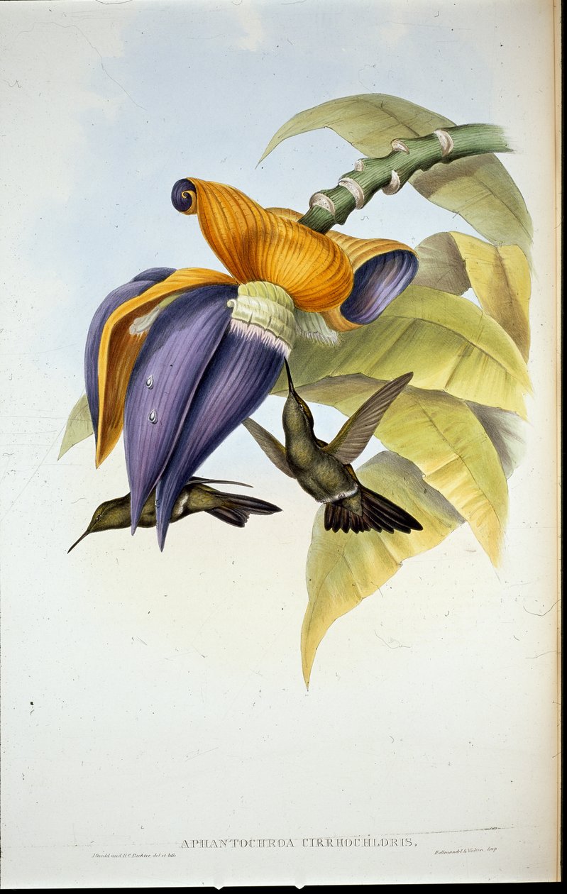 忧郁的蜂鸟（Aphantochroa cirrhochloris）（手绘石版画 作者 约翰（继）古尔德