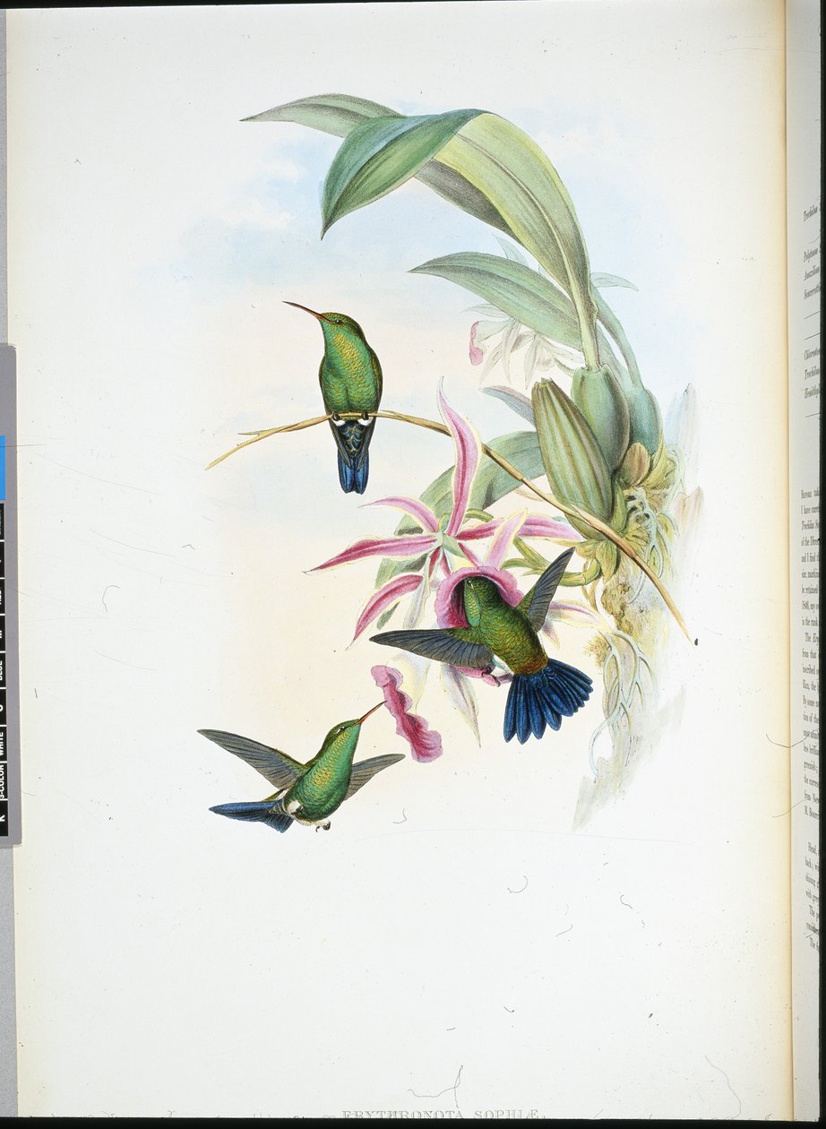 索菲亚的红毛丹（Erythronota Sophiae）（手绘石版）。 作者 约翰（继）古尔德