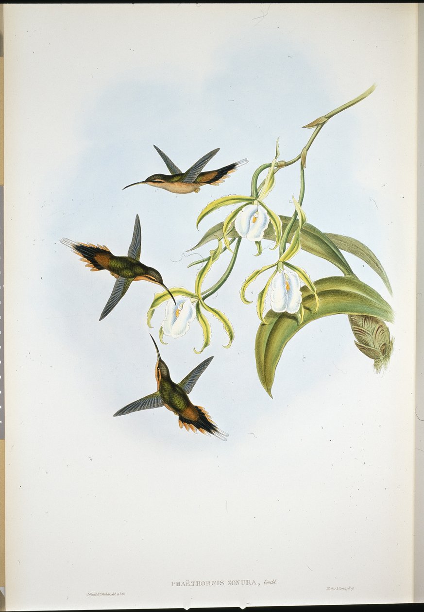 南方隐士（Phaethornis Zonura）（手绘石版）。 作者 约翰（继）古尔德