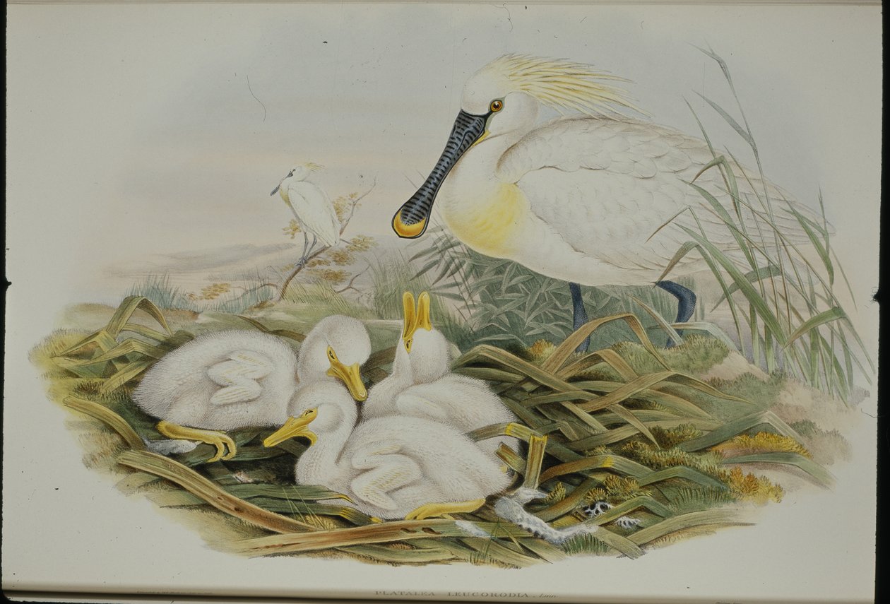 勺子鸟（Platalea Leucorodia）（手绘石版画 作者 约翰（继）古尔德
