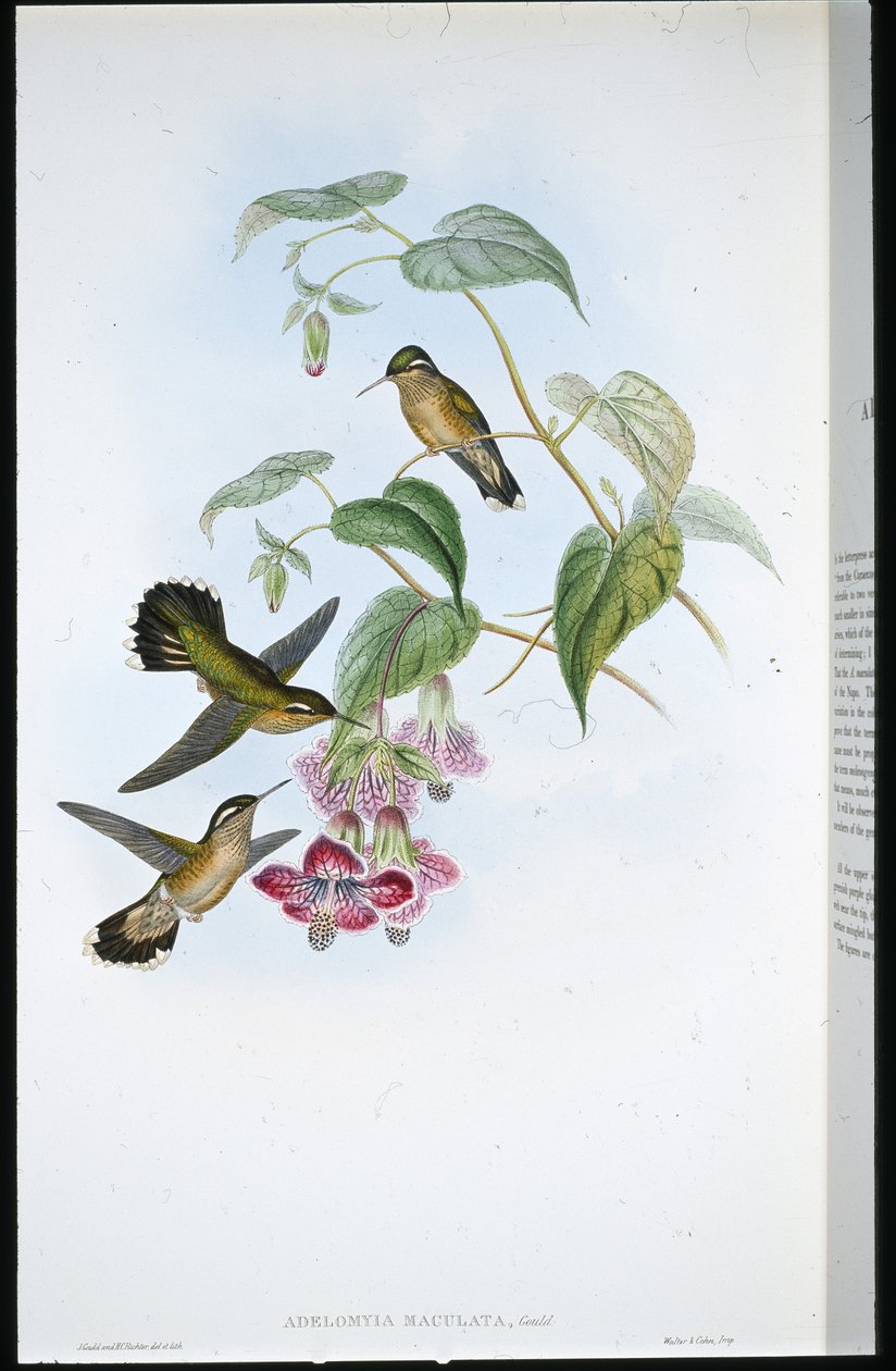 斑点狗(Adelomyia Maculata)(手绘平版) 作者 约翰（继）古尔德