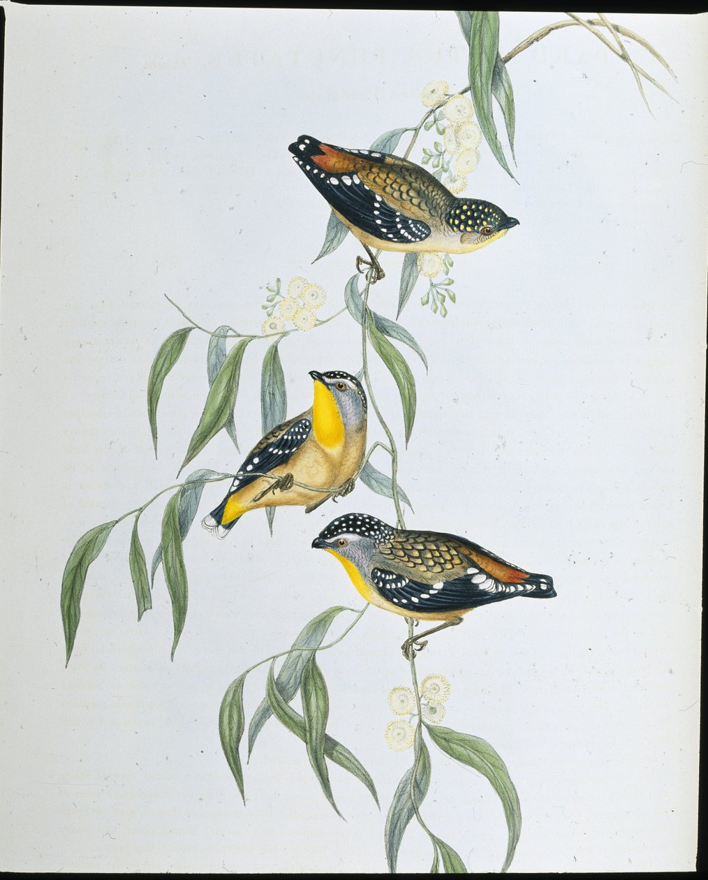 斑点狗（Pardalotus Punctatus）（手绘版）。 作者 约翰（继）古尔德