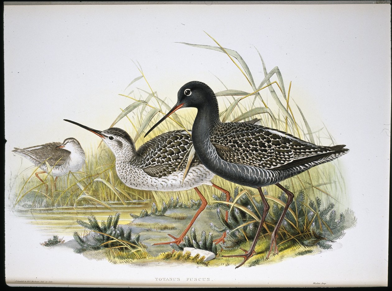 斑点红鱼（Totanus Fuscus）（手绘石版画 作者 约翰（继）古尔德