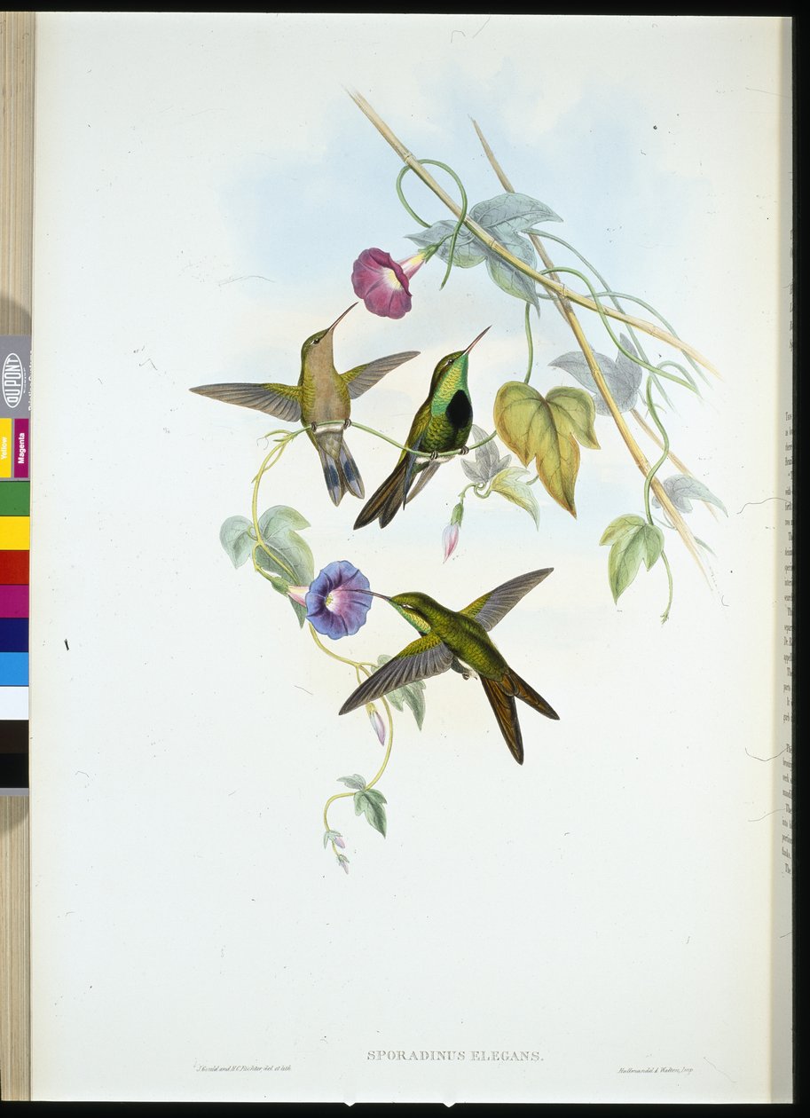 圣多明各蜂鸟 (Soradinus Elegans)（手绘石版画） 作者 约翰（继）古尔德