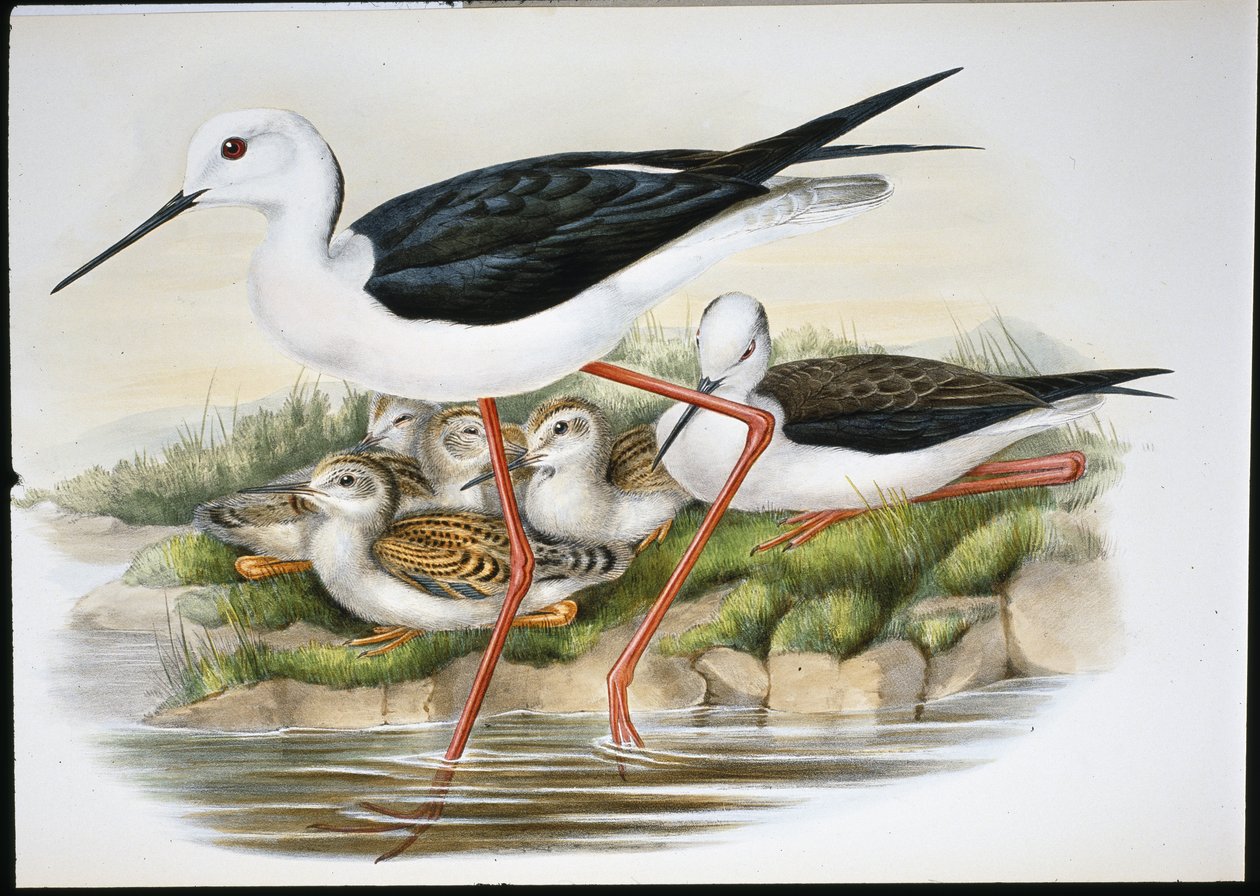 高跷（Himantopus Candidus）（手绘石版画 作者 约翰（继）古尔德