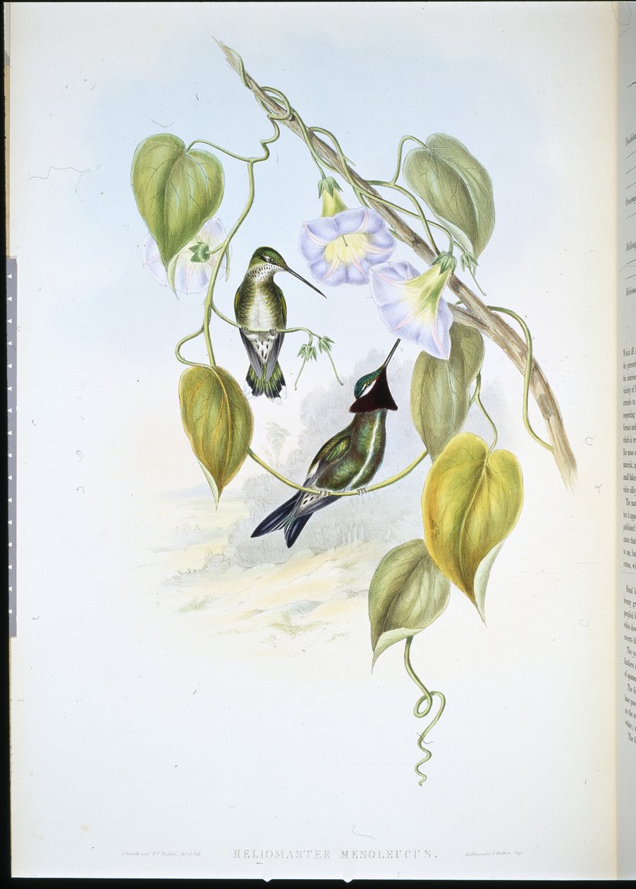 Stripe-breasted Star-throat (heliomaster mesoleucus) (手绘石版画) 作者 约翰（继）古尔德