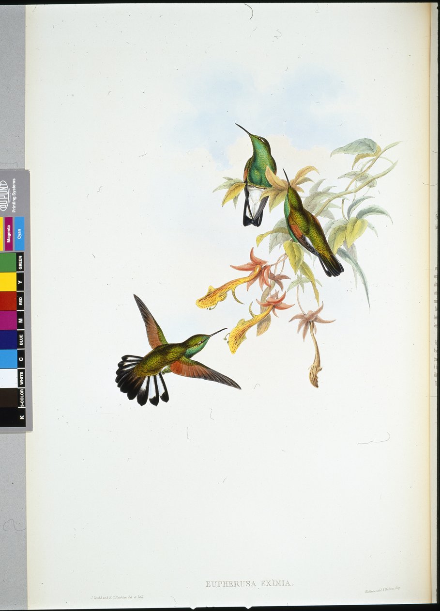 纹尾蜂鸟（Eupherusa Eximia）（手绘石版画 作者 约翰（继）古尔德