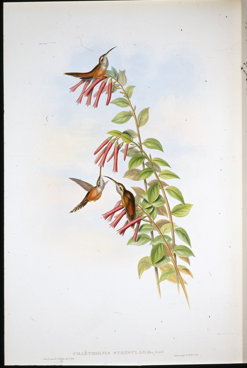 纹喉隐士（Phaethornis Striigularis）（手绘石板画 作者 约翰（继）古尔德
