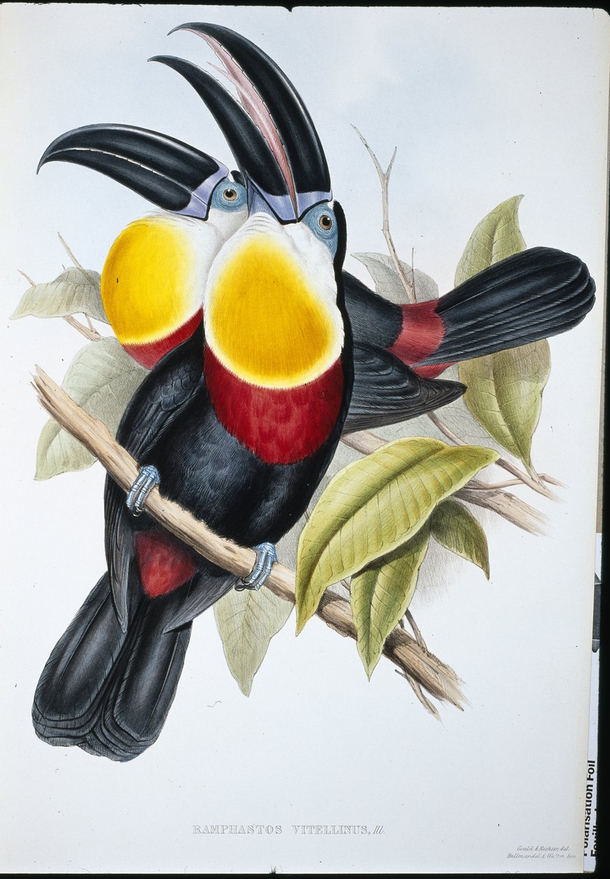 硫磺和白胸巨嘴鸟（Ramphastos Vitellinus）（手绘平版）。 作者 约翰（继）古尔德