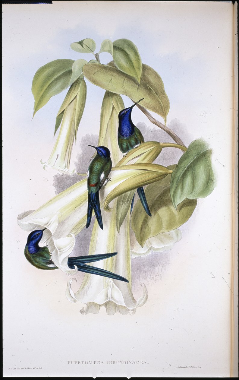 燕子尾巴（Eupetomena Hirundinacea）（手绘石膏画）。 作者 约翰（继）古尔德