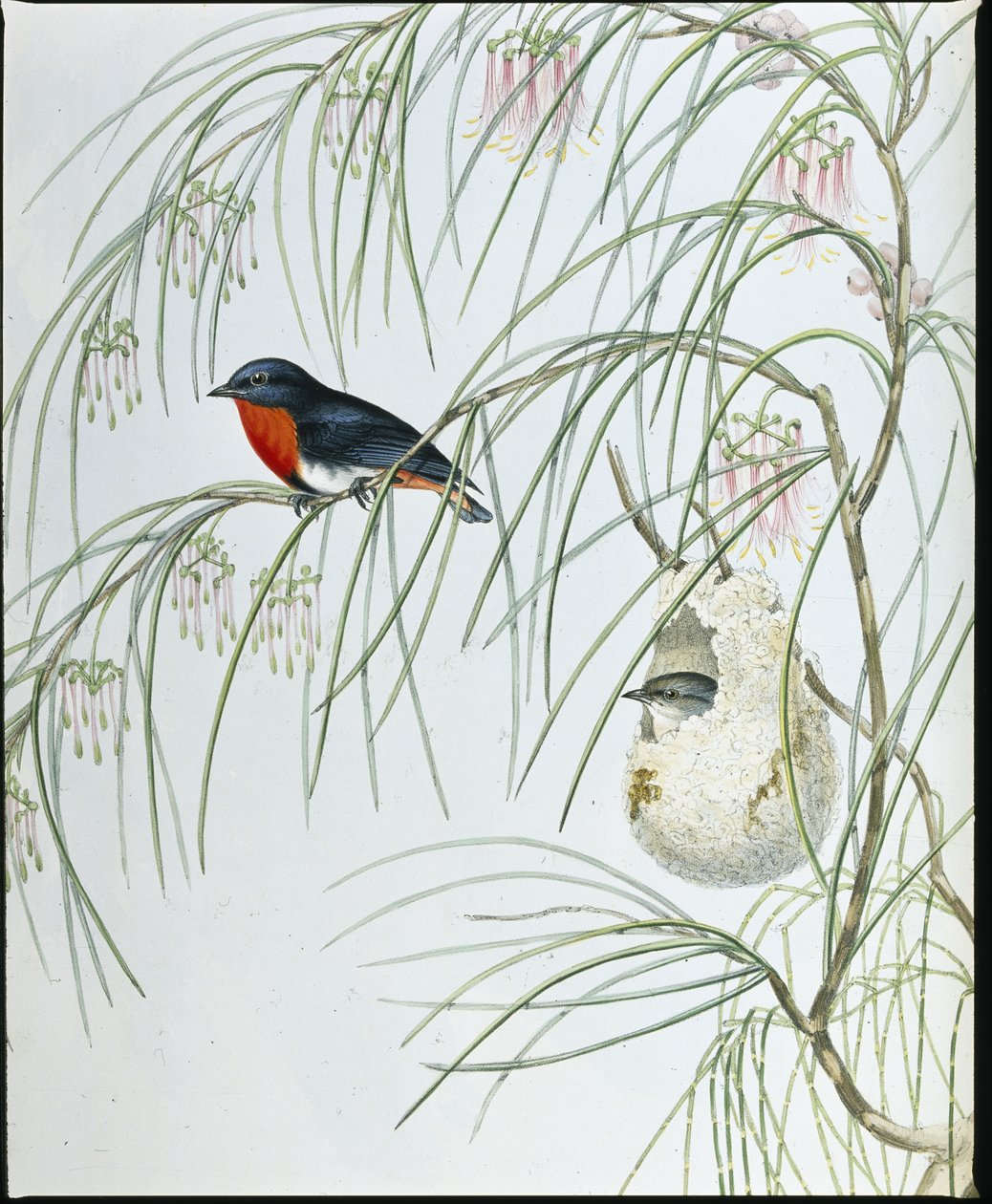 燕子 Dicaeum (Dicaeum Hirundinaceum)（手绘石版画） 作者 约翰（继）古尔德