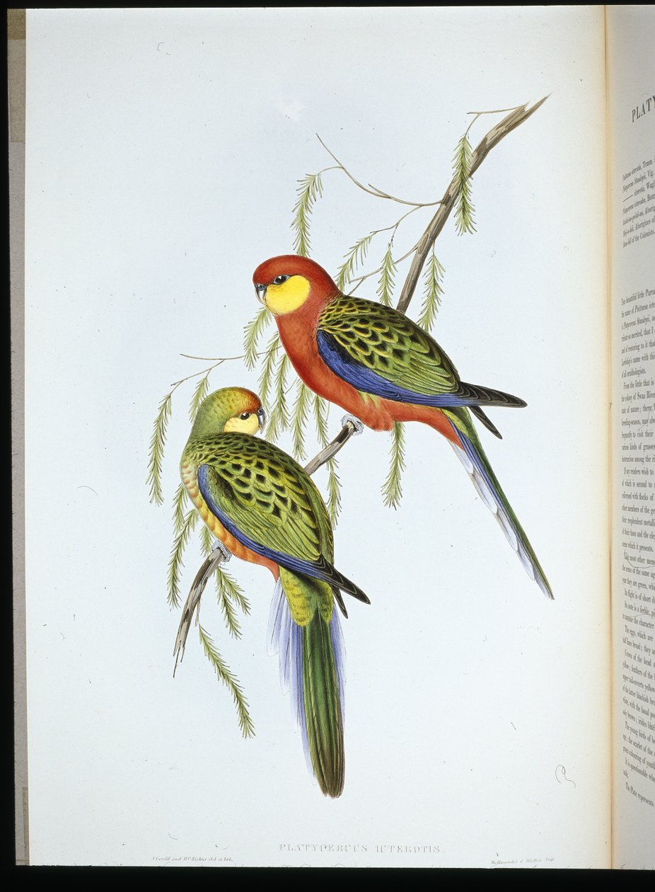 德比伯爵鹦鹉（platycercus icterotis）（手绘石版画） 作者 约翰（继）古尔德
