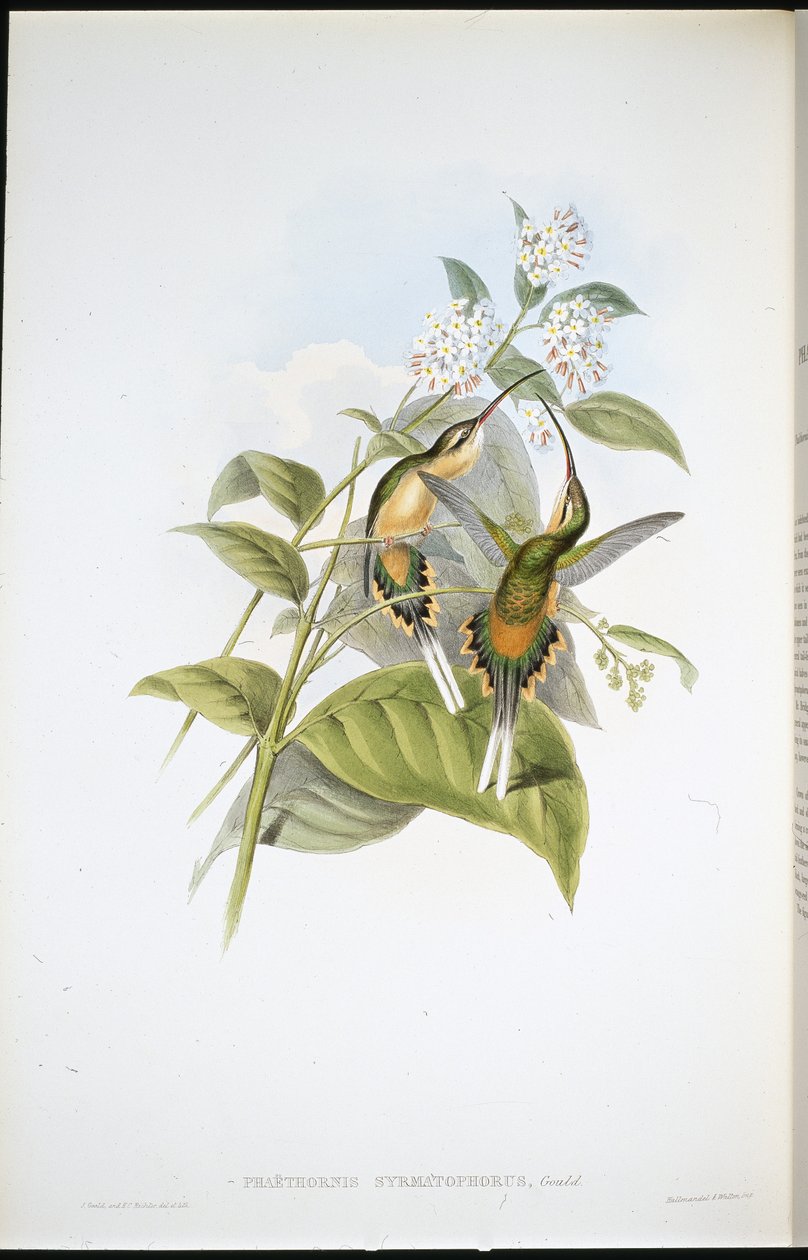 带火车的隐士（Phaethornis Syrmatophorus）（手绘平版）。 作者 约翰（继）古尔德