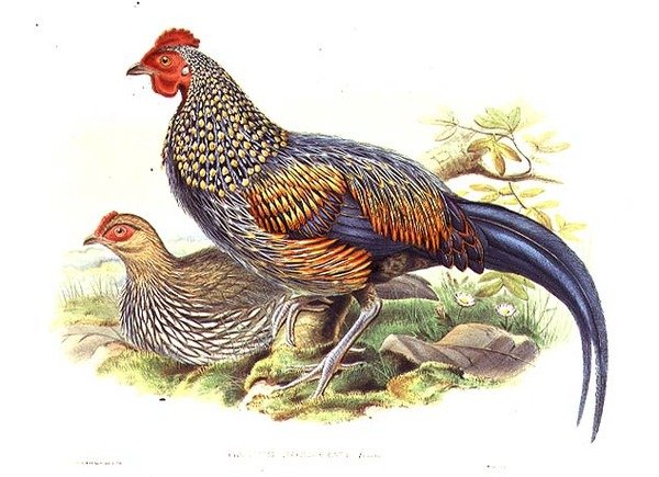 艺术家和威廉-哈特（1823-1894）雕刻的两只亚洲雉鸡（Gallus Sonneratii）（平板）。 作者 约翰（继）古尔德