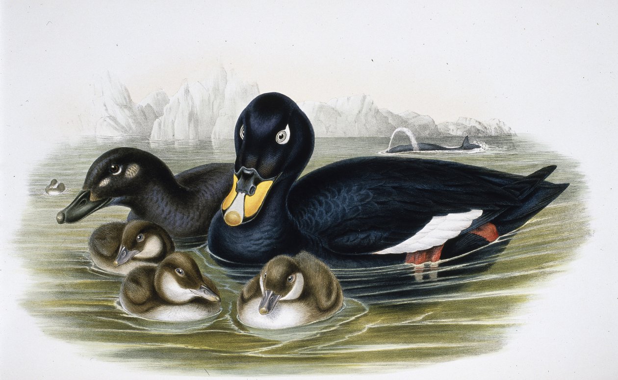 Velvet Scoter (oidemla fusca)（手绘石版画） 作者 约翰（继）古尔德